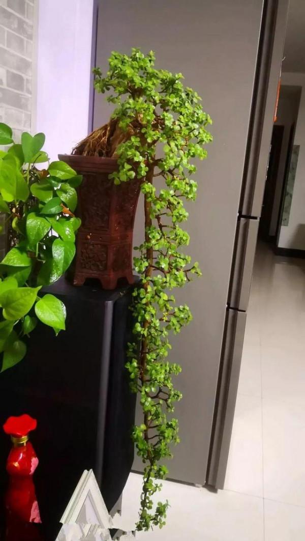 這些漂亮花，名字帶“財意”，養在客廳，吉祥又大氣，還能吸廢氣