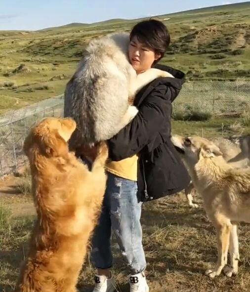 蒙古草原最聰明野狼，每天跟隨牧民放羊，想當羊老闆，餐餐有肉吃