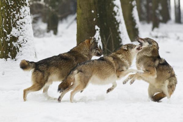 狼群圍困木幫窩棚半月，看守窩棚的兩個山東人靠武術殺狼度日