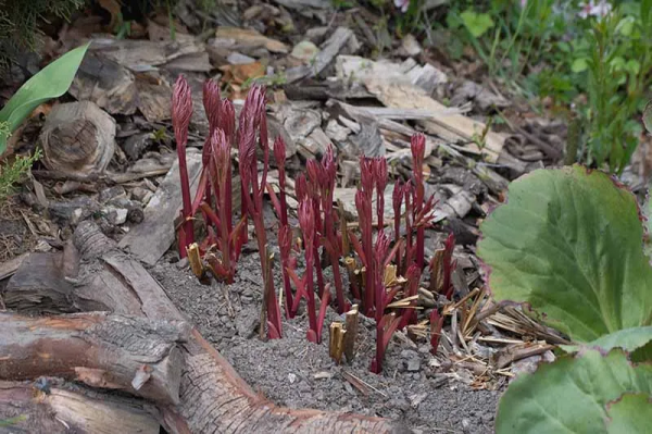 冬天這些花葉片會枯萎，別扔，它只是休眠了