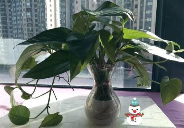 淘米水加點料,沒有異味,肥效能翻10倍,養啥花都旺 淘米水加點料,沒有異味,肥效能翻10倍,養啥花都旺