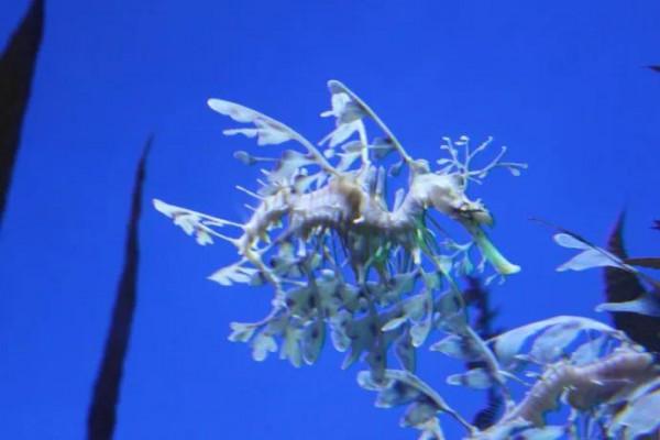 海洋中的大熊貓＿葉海龍