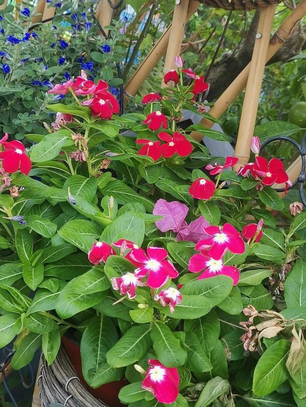 自媒體上釣魚人的邏輯