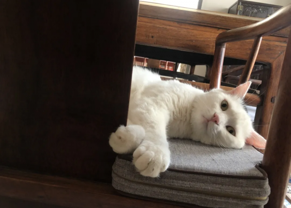 和小貓咪在一起的快樂,你懂個啥啊? 和小貓咪在一起的快樂,你懂個啥啊?