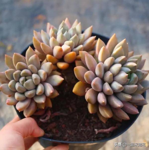 推薦款容易爆頭的多肉，皮實好養長得快，一次養10盆不嫌多
