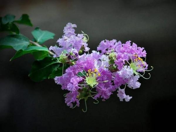 分享——紫薇花