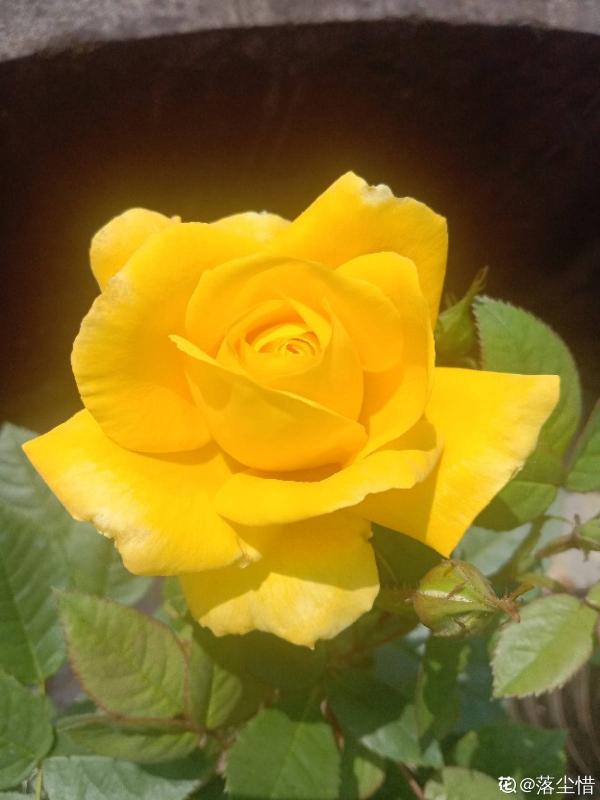 10種常見月季花圖鑑，不要再問別人了，自己收藏慢慢看