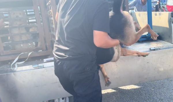 河南:900塊!大叔臨別拍著狗狗腦袋,讓回頭的狗狗跟著狗販享福 河南:900塊!大叔臨別拍著狗狗腦袋,讓回頭的狗狗跟著狗販享福