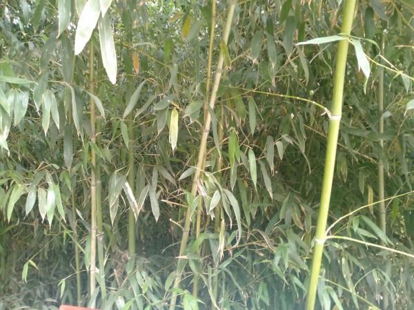 我常去遛彎的植物園 我常去遛彎的植物園