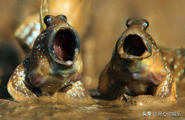 農村逐漸“消失”的5種小魚，兒時用蚯蚓能釣到，現在卻不常見