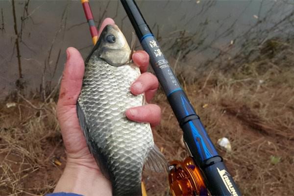 用哪一種餌料打窩，進窩大鯽魚會更多
