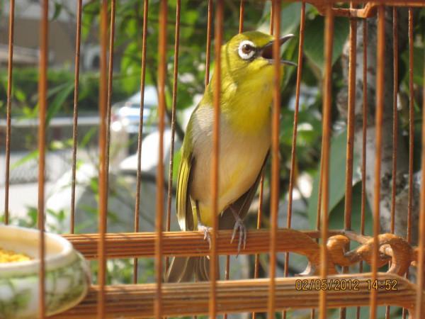 即將消失的中國養鳥文化:古代進貢皇家的繡眼鳥是暗綠還是紅肋? 即將消失的中國養鳥文化:古代進貢皇家的繡眼鳥是暗綠還是紅肋?