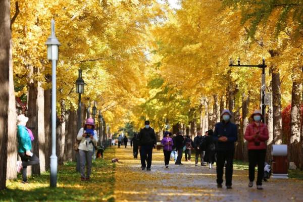 在北京過個秋天，立刻退掉了去騰衝的機票