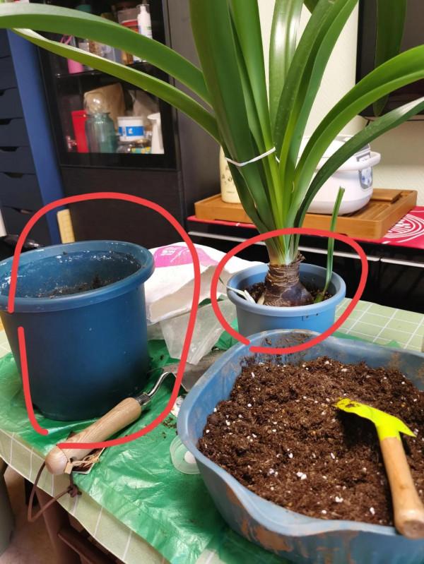 我的朱頂紅(二) 我的朱頂紅(二)