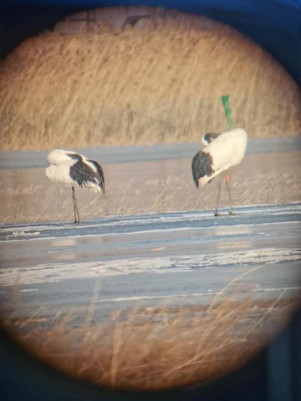 丹頂鶴首次到訪延慶野鴨湖