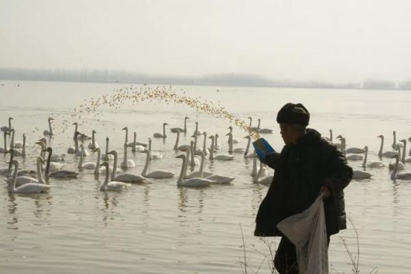 2019年，公天鵝遭灰狼襲擊，母天鵝急求老人相救，夫妻情深