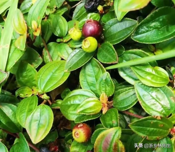 小時候農村生活好多回憶,這野果吃滿嘴黑,童年記憶 小時候農村生活好多回憶,這野果吃滿嘴黑,童年記憶