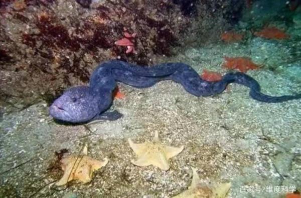 生活在地球上的我們,知不知道動物這10種特殊繁衍方式 生活在地球上的我們,知不知道動物這10種特殊繁衍方式