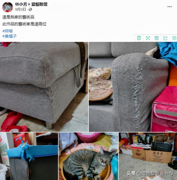 因為主人忘記放糧食，貓咪露出詭異的笑臉，主人背脊發涼