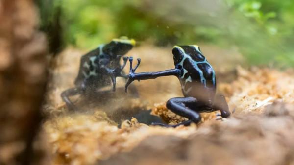 用毒蛙的毒毒毒蛙，毒蛙會被毒蛙的毒毒死嗎？