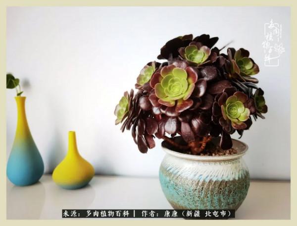 遠處都是風景，近處全是人生，眼前卻是多肉