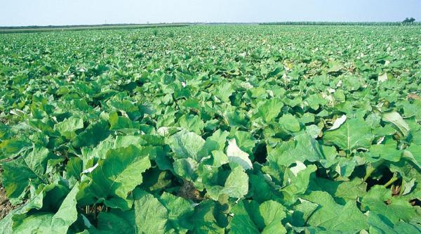 日本視為人參,引進我國沒幾人吃,如今大規模種植,又是機會嗎? 日本視為人參,引進我國沒幾人吃,如今大規模種植,又是機會嗎?