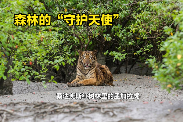 印度的桑達班斯:人們與野生老虎面對面生活的地方 印度的桑達班斯:人們與野生老虎面對面生活的地方