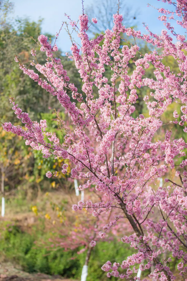 羨慕了！西昌人，你的早櫻美景正在派送中，請接收