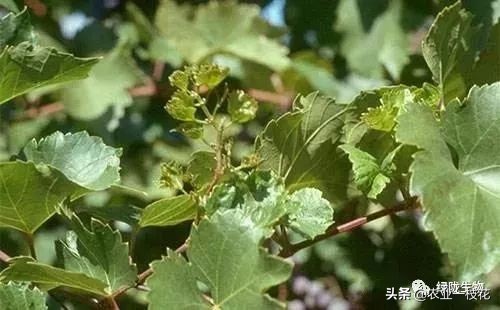 硼肥有多厲害?看看你就知道,講的很全面!(一) 硼肥有多厲害?看看你就知道,講的很全面!(一)