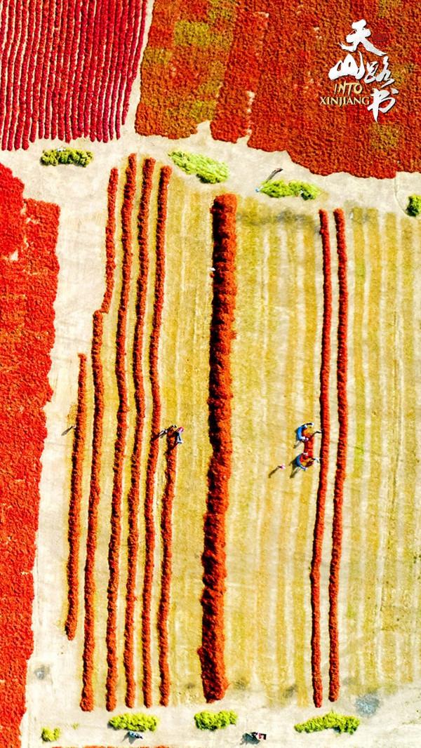 天山路書 | 走進新疆焉耆縣的一片“紅海”