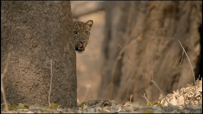 這隻花豹是啃老反面教材！正能量教育意義