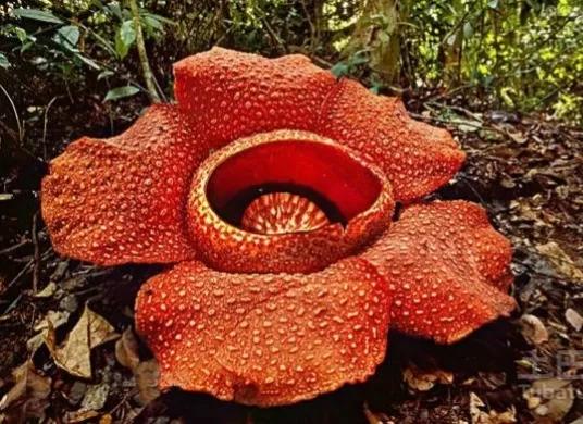 大王花一一大臭花