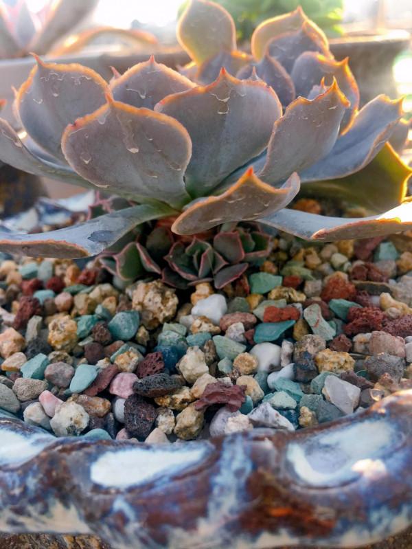 落日餘暉映照下的多肉