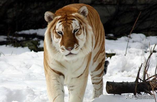 物種百科：金虎