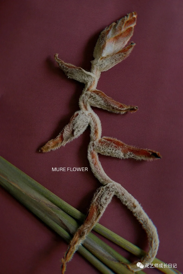 每日一花 | 毛毛鳥蠍尾蕉，小眾且高階的秋日花材~vol.16