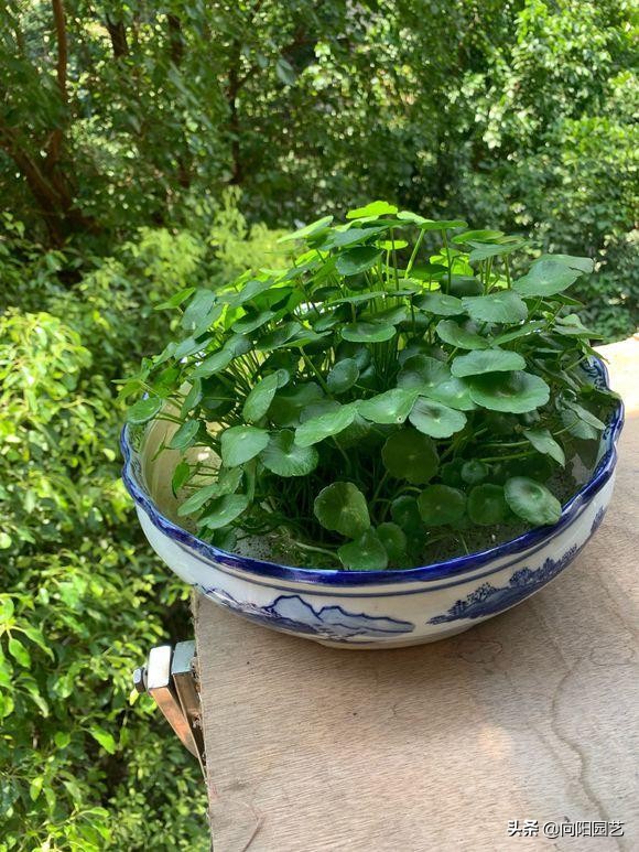 耐陰的 5種綠植,放在客廳,衛生間,北向窗臺,都能養得很好 耐陰的 5種綠植,放在客廳,衛生間,北向窗臺,都能養得很好