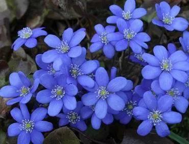 雪割草，漂亮而名貴的花