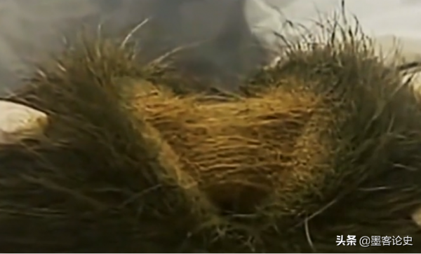 真實故事:江西56歲老農遇怪事,殺豬發現&quot;豬寶&quot;,專家調查揭開真相