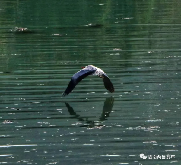 兩當好生態 候鳥翩躚來​ 兩當好生態 候鳥翩躚來​