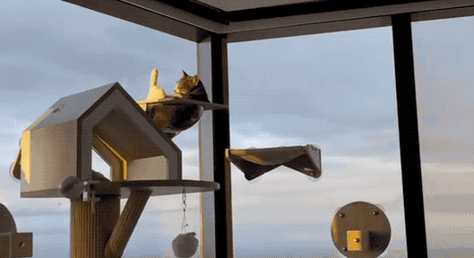 “貓咪住進60層頂樓”被刷爆,網友:救命!美瘋了 “貓咪住進60層頂樓”被刷爆,網友:救命!美瘋了