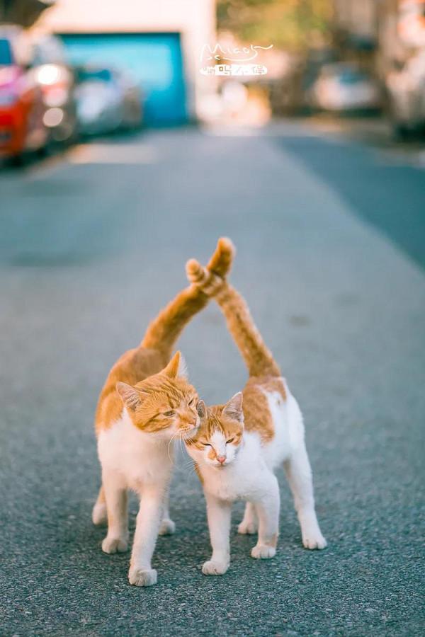 60多張有趣且可愛的貓看了讓人心情愉快