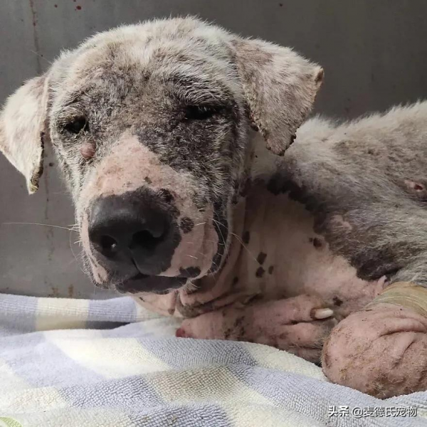 撿到一個禿毛流浪狗,才3個多月,它就變超甜大白... 撿到一個禿毛流浪狗,才3個多月,它就變超甜大白...