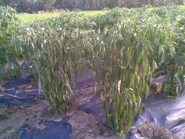 農作物的死苗爛根不用怕，記住3類殺菌劑，灌一遍根就能解決問題