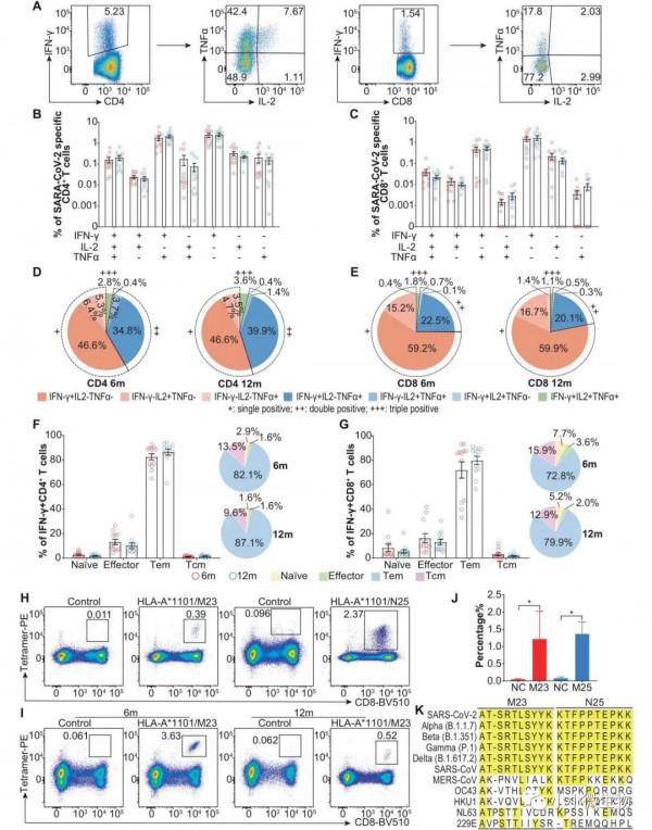 中國疾控中心病毒病所揭示絕大多數新冠康復者在感染後1年仍具有T細胞和抗體免疫記憶