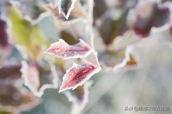 何處得秋霜 何處得秋霜