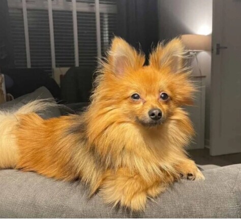 國外夫婦巧妙設計門鈴“陷阱”找回丟失愛犬