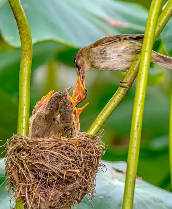 多圖｜石屏異龍湖觀鳥圖鑑