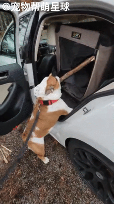 鬥牛犬竟因樹枝塞不上車生氣了，回家後它躲角落思考狗生