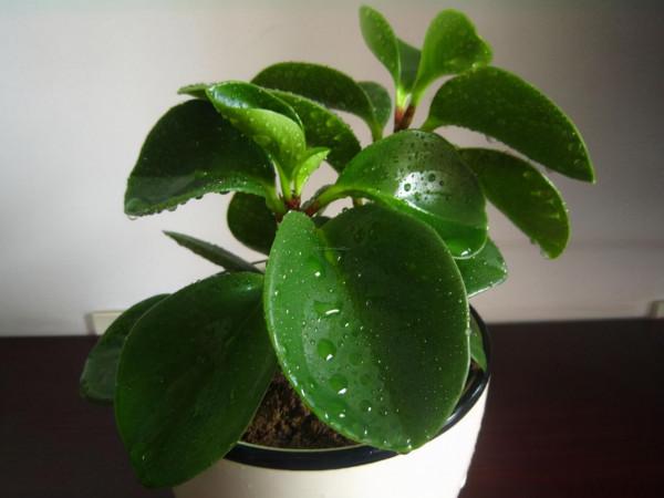 這6種花超耐陰,但凡有一丁點散射光,迅速爆滿一屋子,美死了 這6種花超耐陰,但凡有一丁點散射光,迅速爆滿一屋子,美死了