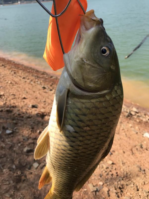 官莊水庫野釣爆護之旅,看看大師如何使用者實踐來證明 官莊水庫野釣爆護之旅,看看大師如何使用者實踐來證明
